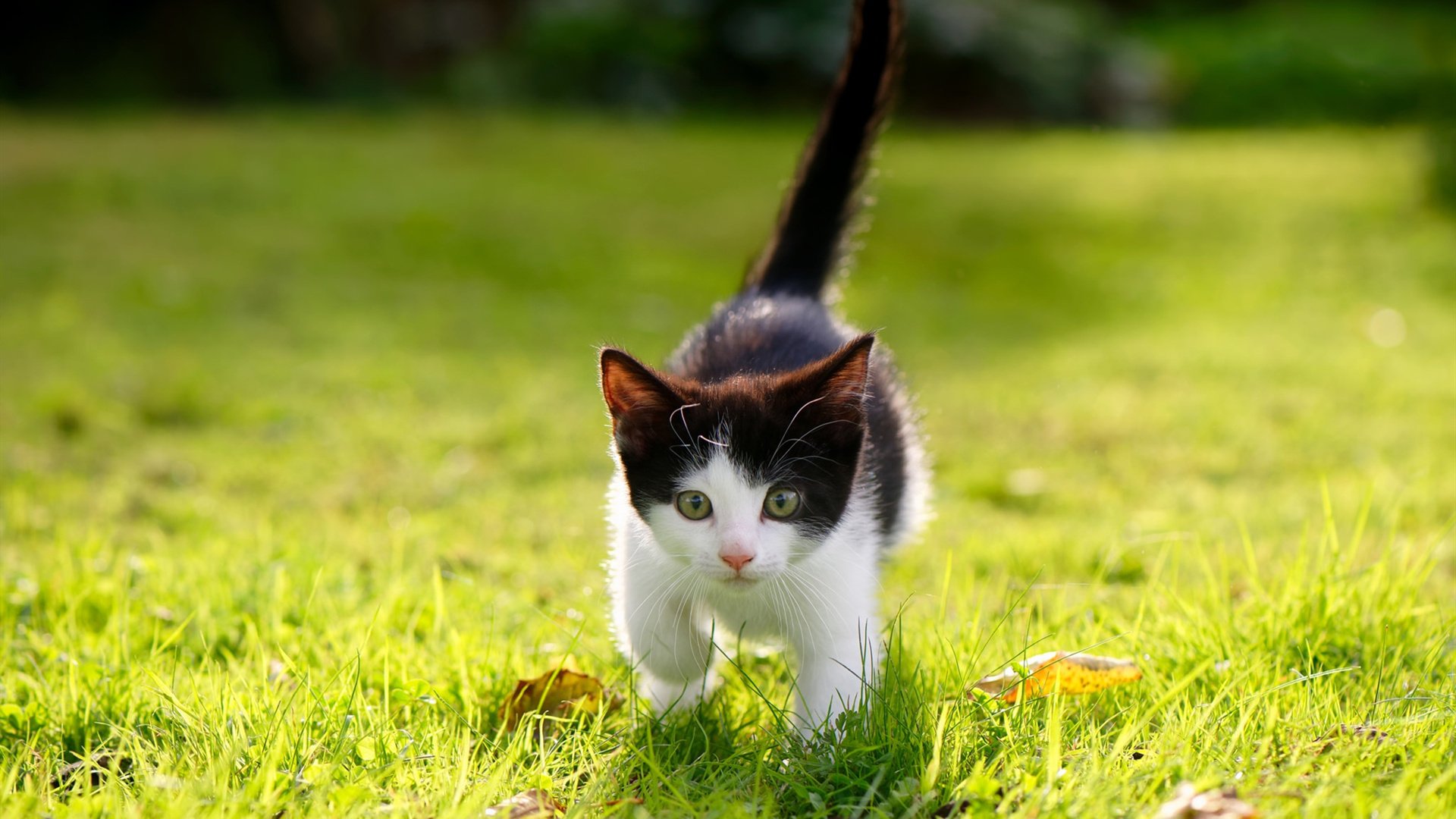 希腊男篮在国际赛事中稳步前进,始终雄心未减